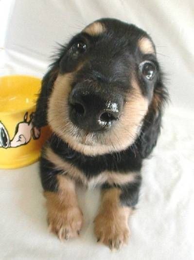 .•°Dogs Forever°•. - 1  2014  19:47