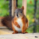 ���� ������, �����-���������, 67 ��� - ��������� 17 ������ 2014