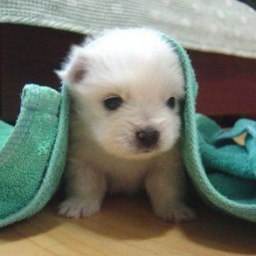 Robert, �����������