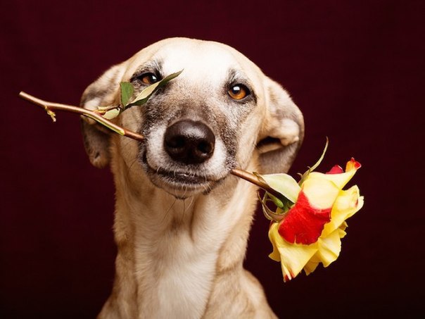      Elke Vogelsang