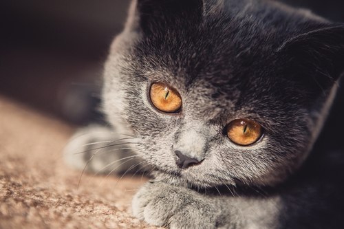  => https://fotostrana.ru/away?to=/sl/X4E2