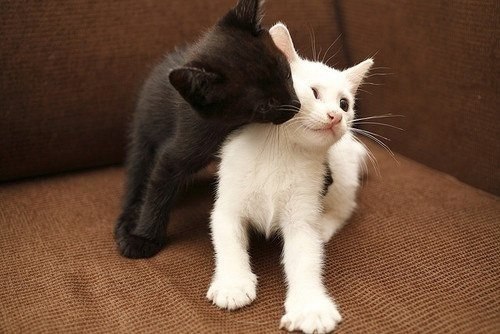 Black & white. #animal@travel.blog - 2