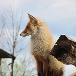 �����, ������������, 46 ���