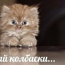 ���� �����, ������, 41 ��� - ��������� 16 ���� 2014 � ������ ������ ��������