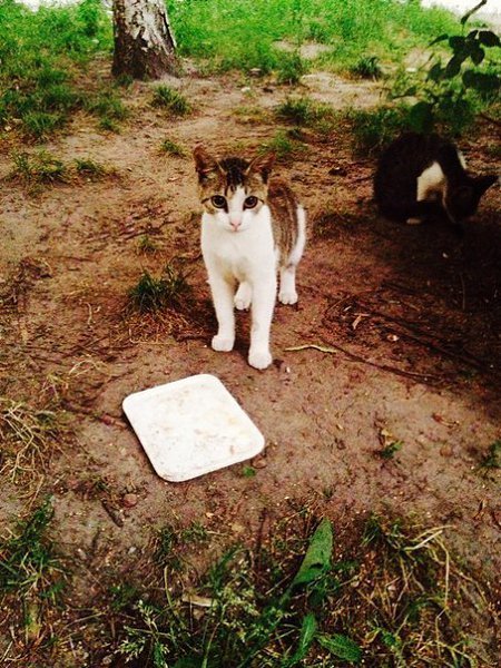 Рубрика #котизм_доброта. Санкт-Петербург Нужна передержка, а лучше сразу дом. Кошки с котятами на ... - 4