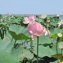 ���� �������, ������������, 44 ���� - ��������� 11 ������� 2014 � ������ ���� ����������