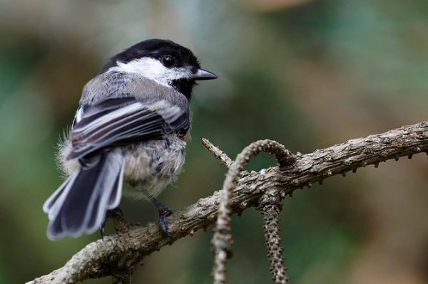 Favorite animals. - 20 ���� 2014 � 21:20