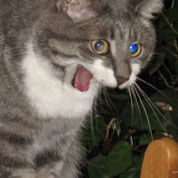 �������, ������������, 71 ���