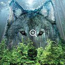 ���� Wolf, ��������, 53 ���� - ��������� 16 ���� 2014