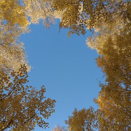 �������, �����