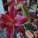 ���� ��������, �����������, 71 ��� - ��������� 12 ������� 2014 � ������ ������ ��������