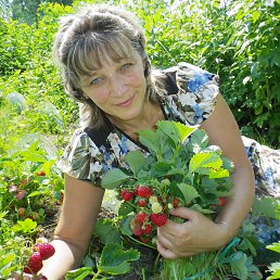 �����, �����-���������, 65 ���