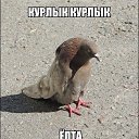 ���� ������, �������, 37 ��� - ��������� 1 ������� 2014 � ������ ���� ����������