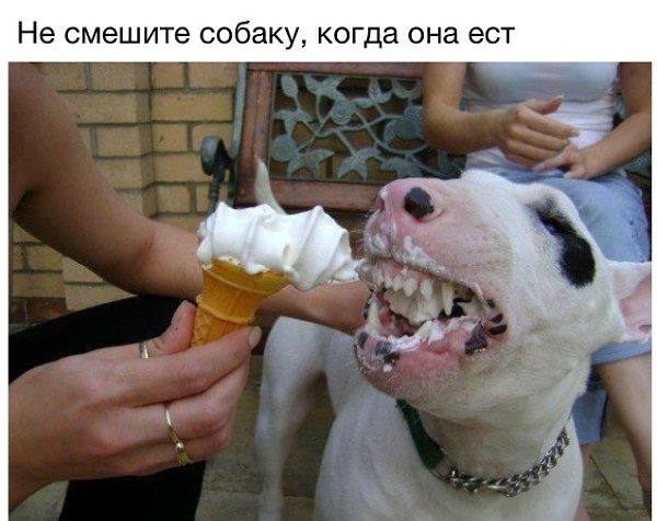 .•°Dogs Forever°•. - 30  2014  19:12