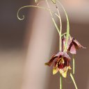  Ww, --, 75  -  14  2014   