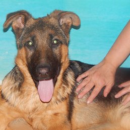 ���� ����, �����-��������� - ��������� 22 ������ 2014