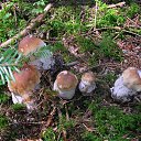  Nadiusha Fedorovna, , 81  -  9  2014    