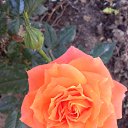 ���� �������, ������, 38 ��� - ��������� 29 ���� 2014