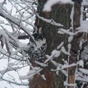 ���� ���������, ���, 63 ���� - ��������� 7 ������� 2014