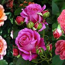 ���� �������, �����-���������, 43 ���� - ��������� 26 ������ 2014 � ������ ������ ��������