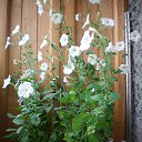 ���� ������� ������ �������, � ��� ����� ������� �������...� ������)))))) �� ������� ���� ����������