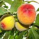 ���� ����������, ������� ��������, 63 ���� - ��������� 7 ���� 2014 � ������ �����