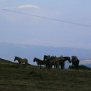  Lyalya, , 72  -  3  2014    