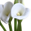 ���� �����, �����������, 44 ���� - ��������� 2 ���� 2014