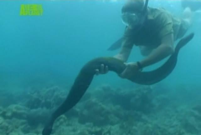   . (Ocean's deadliest)        ... - 3