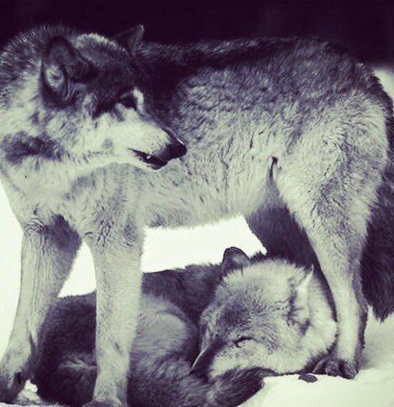 Волк уже не тот. Влюбленный волк больше не хищник. Фото волка одиночки. Влюбленный волк уже не волк. Волк уже не тот.