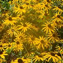 ���� Romns, ����, 49 ��� - ��������� 25 ������ 2014