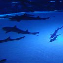 ���� ������, �������, 60 ��� - ��������� 24 ���� 2014 � ������ �Kiris-2014�