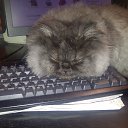  Yura, , 61  -  30  2014    