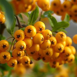 �����, ���������, 41 ���