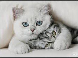 �������, ���������