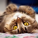 ���� ����, ������, 58 ��� - ��������� 13 ���� 2014 � ������ ���� ����������