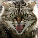  , , 32  -  15  2014   Black Metal Kat