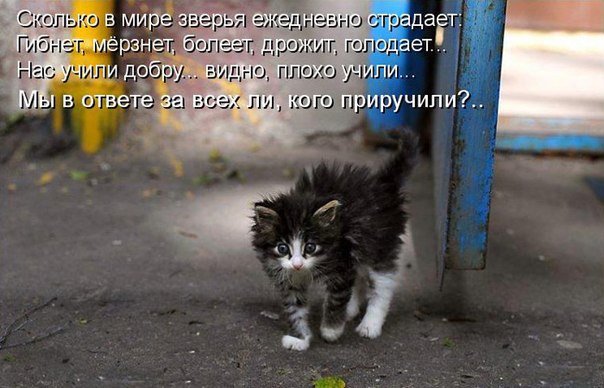 Эти забавные животные - 5 августа 2014 в 01:10