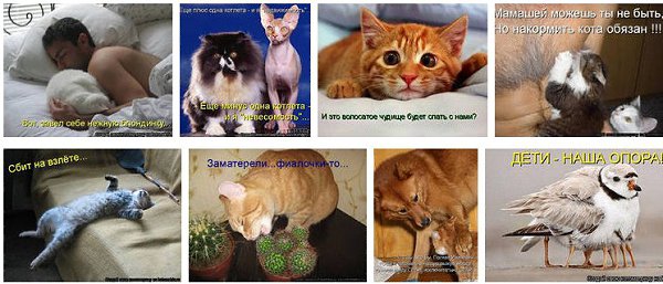 Несчастный котенок. Заматерел. Заматерел. Письма из сказки мотиватор обучения. Заматереть.