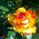 ���� ����, ��������, 54 ���� - ��������� 7 ������ 2014 � ������ �1�