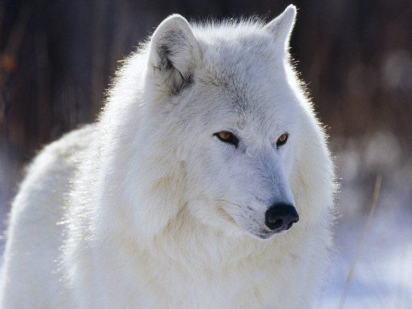 Favorite animals. - 17 ���� 2014 � 13:19