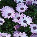 ���� ����, �����, 62 ���� - ��������� 2 ��� 2014 � ������ ���� ����������