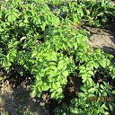 ���� ������, ������ - ��������� 14 ���� 2014 � ������ ����� 2014�