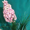 ���� ��������, ������-��-����, 49 ��� - ��������� 27 ���� 2014 � ������ ���� ����������