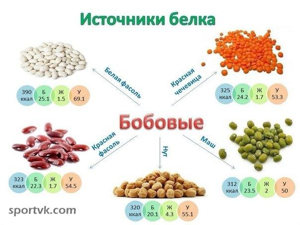 Картинка источники белка