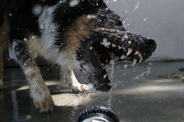 Наши любимцы :3 - 11 августа 2014 в 11:40