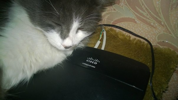"    Cisco"