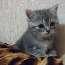 ���� Ը���, ������� - ��������� 27 ���� 2014
