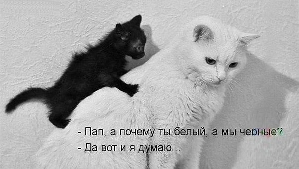 Наши любимцы :3 - 5 августа 2014 в 14:13