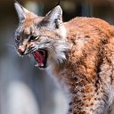 ���� Svetlychok, ��������, 85 ��� - ��������� 11 ������� 2014 � ������ ���� ����������